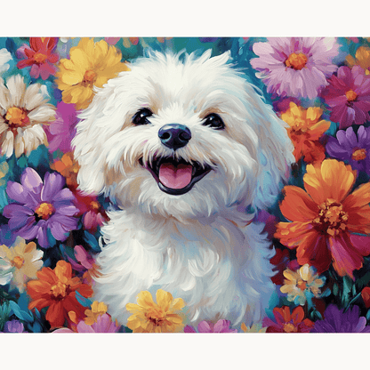 Bichon Frise